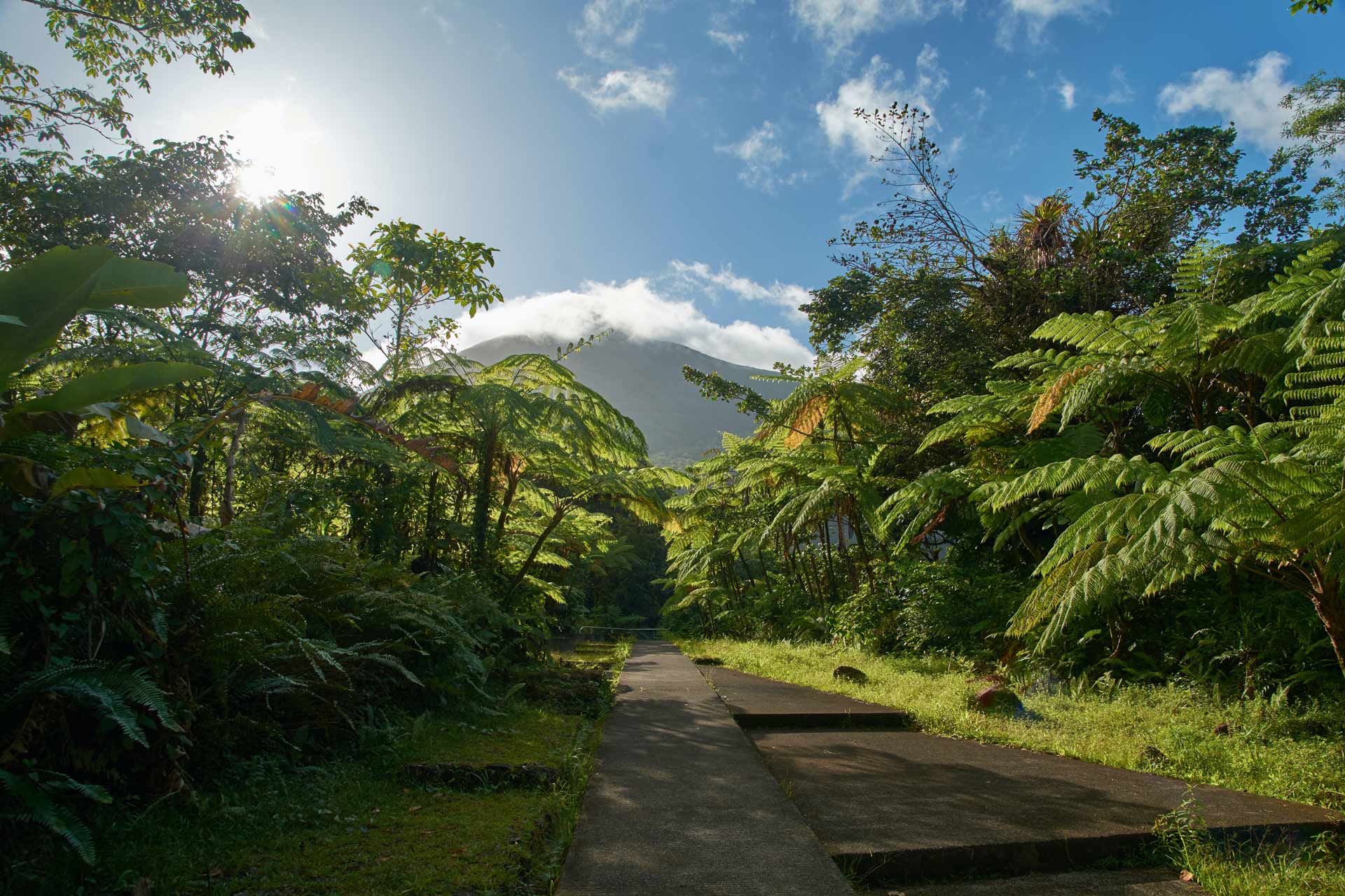 Scene with different jungle plants, a mountain and blue sky in the background
