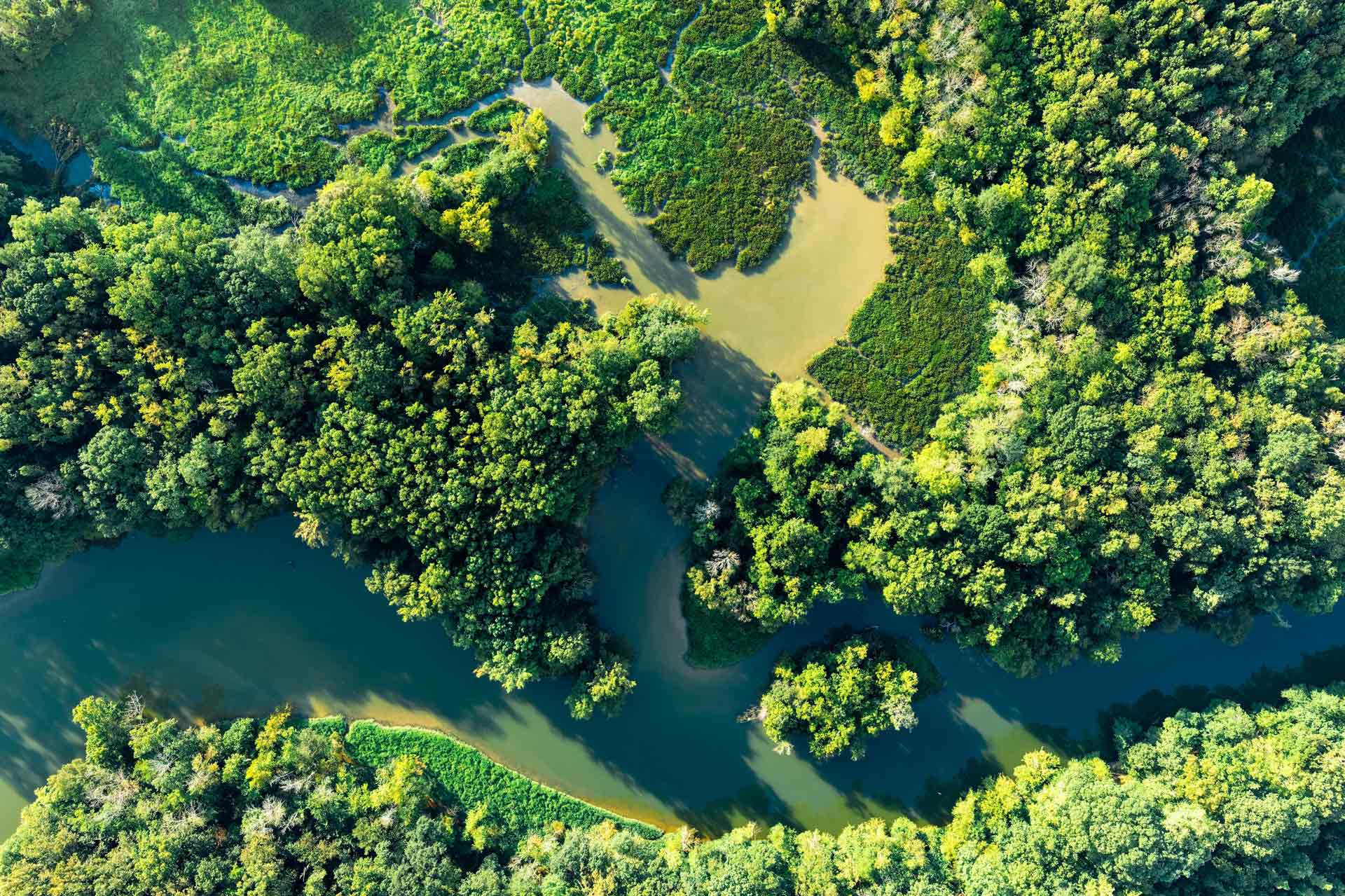 Jungle landscape with a river