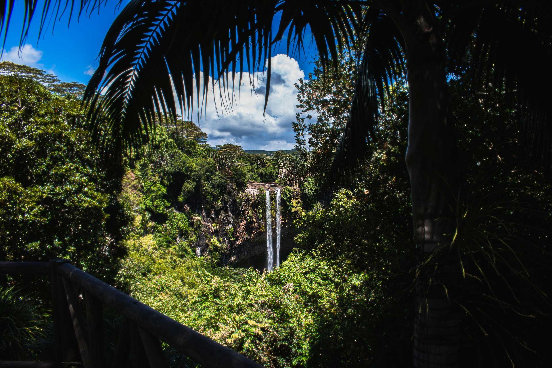 Jungle scene with palms and a waterfall